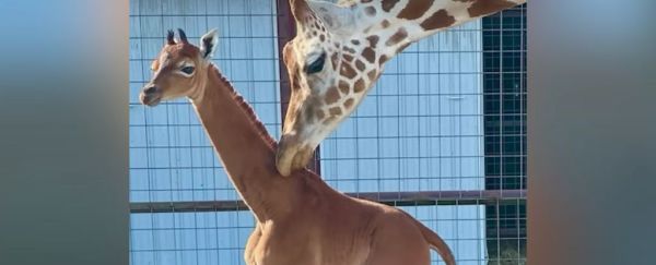 Очарователно бебе жирафче без петна може да е единствено по рода си