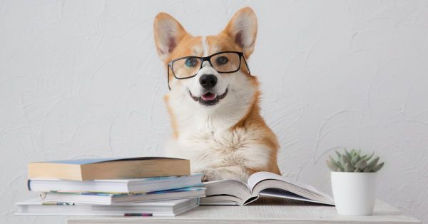 Направете IQ тест на кучето си и разберете колко умно е то