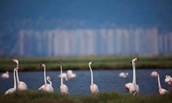 Розово фламинго се излюпи за пръв път у нас