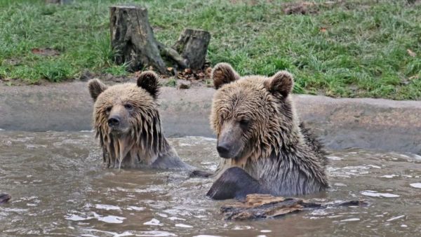 Две мечета избягаха от зоокът, изядоха запас от мед за цяла седмица