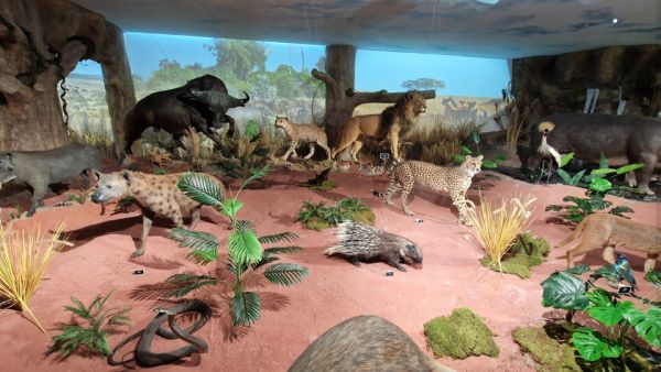 В Пловдив откриха първото в България зоокафе В Пловдив откриха първото в България зоокафе