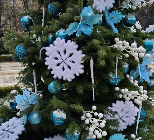 Навръх Никулден: Варна запалва коледната елха! Навръх Никулден: Варна запалва коледната елха!