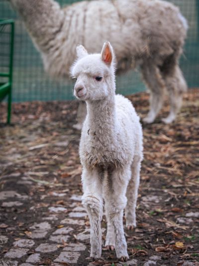 Запознайте се с бебето Инди – новата алпака в зоопарка! Запознайте се с бебето Инди – новата алпака в зоопарка!