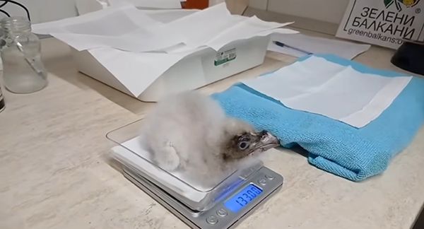 Малкият лешояд, който нямаше търпение да полети