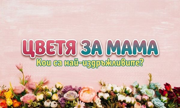 Най-издръжливите цветя за мама: как да изберем букет за 8 март, който ще радва очите дълго време