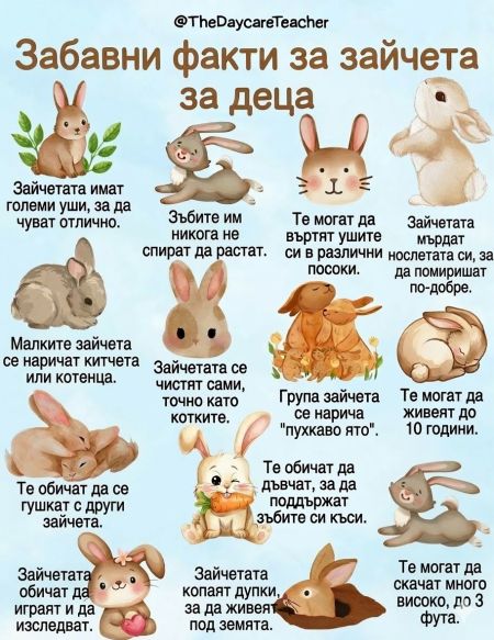 Моето първо зайче: първи стъпки към едно голямо приятелство