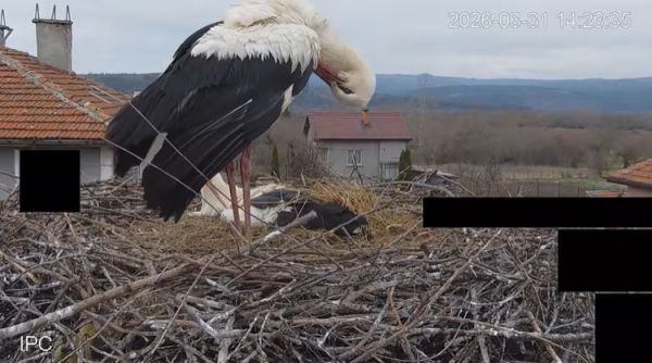 Звездите на пролетта се завърнаха! Гледай на живо семейство щъркели в тяхното „риалити“ гнездо