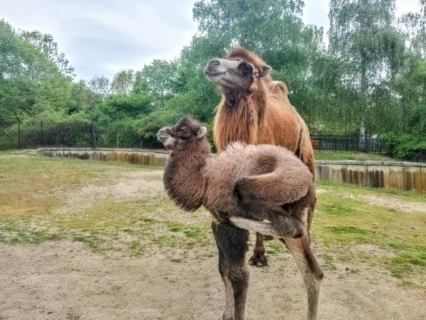Ново пухкаво чудо в Софийския зоопарк: Запознайте се с камилчето Велика!
