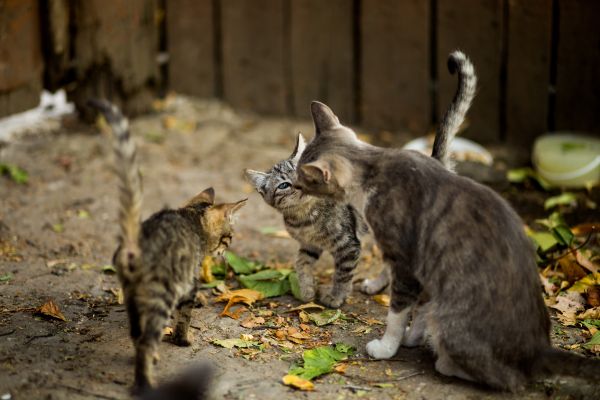 От лъва в джунглата до мяукащия домашен любимец: Как дивите котки се превърнаха в наши спътници?