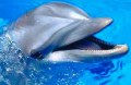 Делфинариумът във Варна има ново делфинче