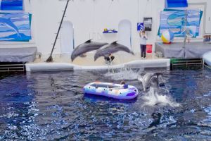 Варненският делфинариум празнува 25 годишен юбилей