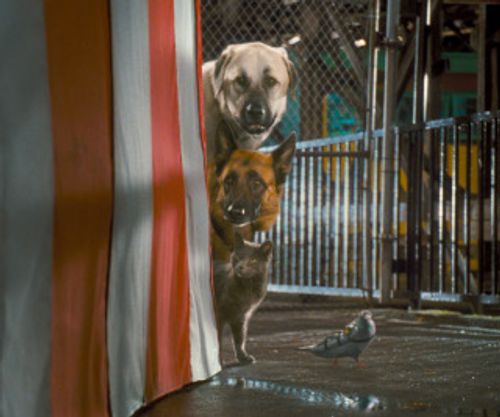 Научете за тайния живот на кучетата и котките във филма "Котки и кучета 2" 