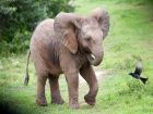 В света на слончетата: интересни факти