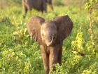 Известно е, че слоновете достигат до 7000 килограма,...