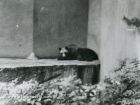 Пътуване във времето: Софийската зоологическа градина на стара София