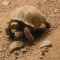 Костенурките са едни от най-старите животни на...