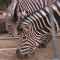 Зебрите е единственият голям бозайник с козина на...
