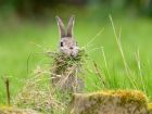 Този заек определено обича да похапва трева, много...