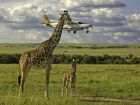 Нов вид жираф със самолет или нов вид самолет с жираф,...