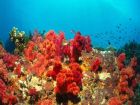 Риф във Фиджи  На практика той е един от най-цветните...