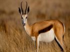 Вилорогата антилопа е най-бързото сухоземно животно...