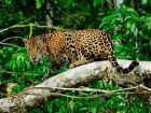 Името на ягуара произлиза от Южноамериканската...
