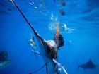 Рибата меч може да развие скорост от 110 км/ч. Известна...