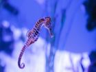 Морски кончета – красота + интересни факти