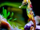 Морското конче се храни с планктон, водорасли, малки...
