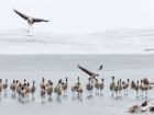 Черноврат жерав   Годишната миграция на тези птици е...
