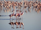 Фламинго   Преди да летят до езерото Натрон в северна...