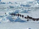 Пингвин на Адели   Живеейки на континента Антарктида...