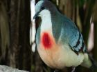 Лузонският гълъб (Gallicolumba luzonica) е вид птица от...