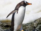 Pygoscelis papua е вид птица от семейство Пингвинови. Видът е...