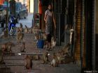 Хиляди макаци обикалят улиците на Лопбури в Тайланд.