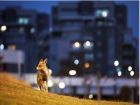 Червена лисица стои в празен парк в южния израелски...