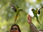 Човек храни диви папагали в парк Сейнт Джеймс в...