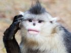 Чипоносата маймуна е най-рядкият вид примат в света и...