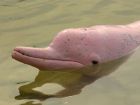 Младите речни делфини на Амазонка, известни още като...
