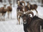 Снегът зарадва животните в Софийския зоопарк