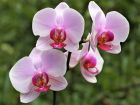 Орхидея   Нежният цъфтеж на орхидеите не е толкова...
