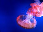 10 забавни факта за медузите