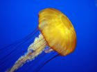 Медузите са в различни цветове: някои са прозрачни,...