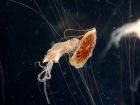Медузите могат да изпръскат струя вода от устата си,...