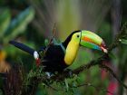 Белиз – keel-billed toucan
