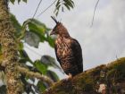 Индонезия – Явански ястребов орел