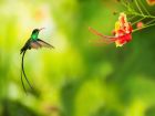 Ямайка – ширококрило колибри
