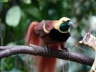 Папуа Нова гвинея – Рагианова райска птица
