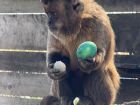 Снимка: Зоопарк Бургас / ZOO Burgas-различният зоопарк	