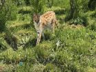 Снимка: Зоопарк Бургас / ZOO Burgas-различният зоопарк	